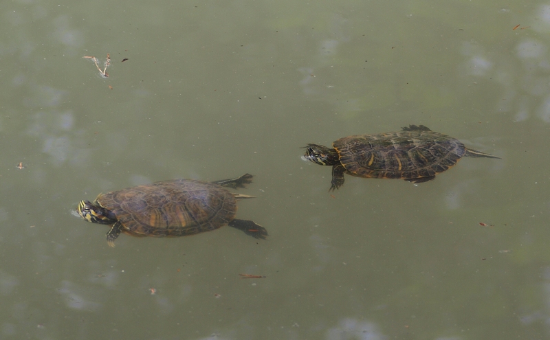 Emydidae Trachemys scripta